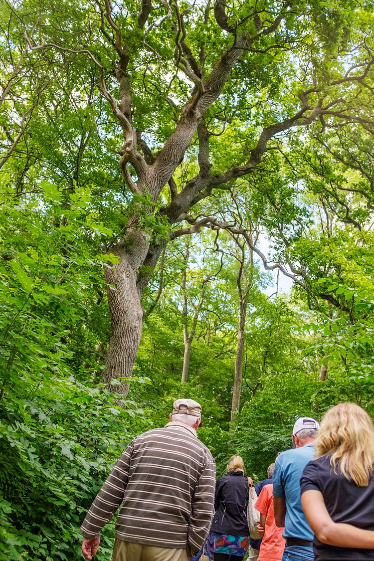 Vandringar i naturen