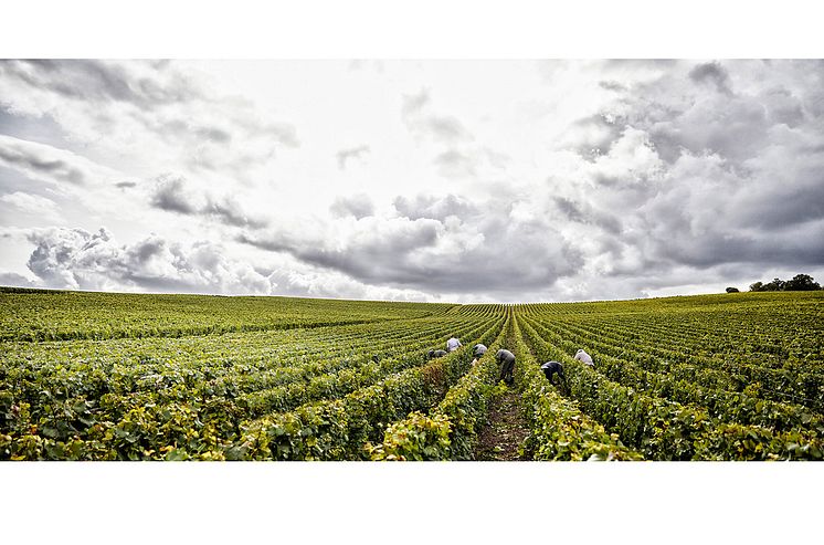 Henriot vineyards.jpg