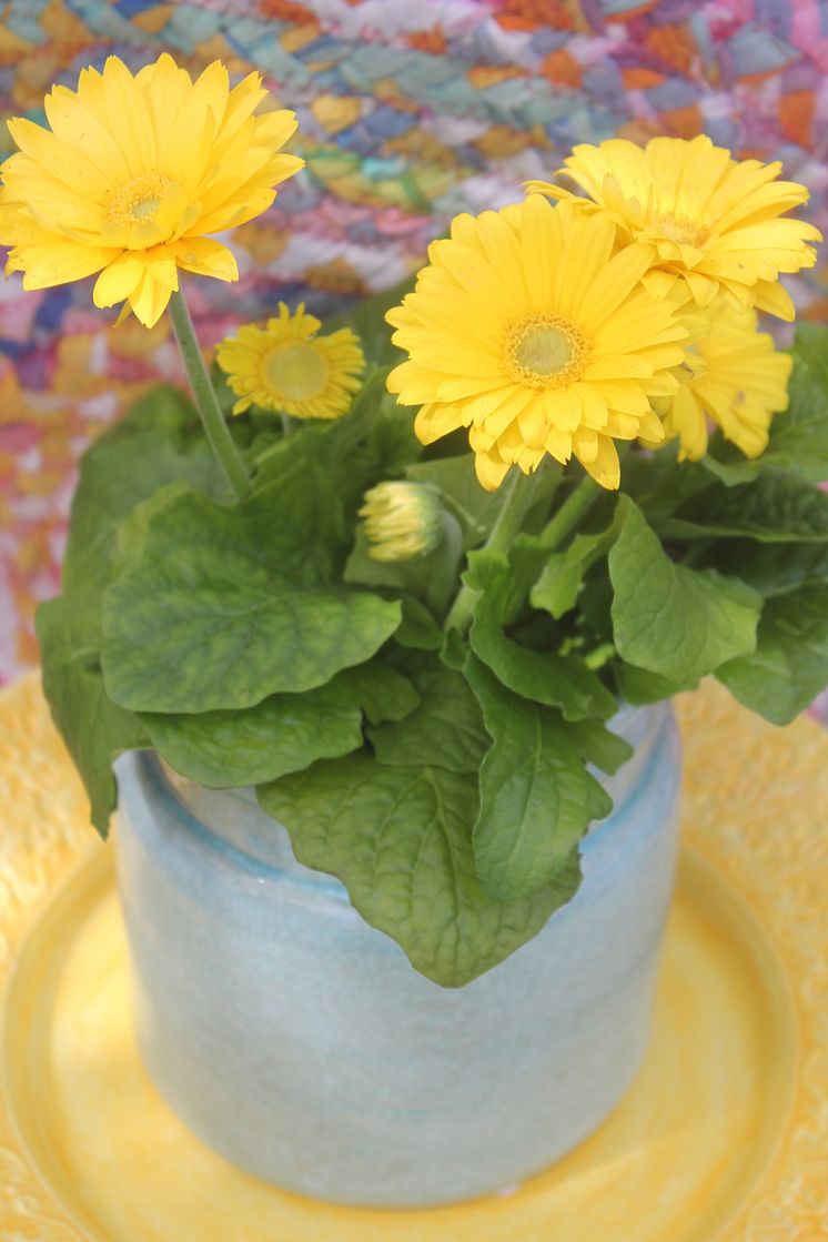 Gerbera till påsk