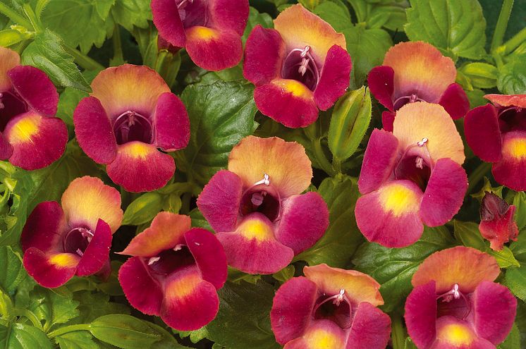 Torenia Magenta Moon