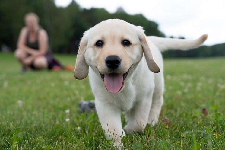 Labrador retrievervalp.jpg