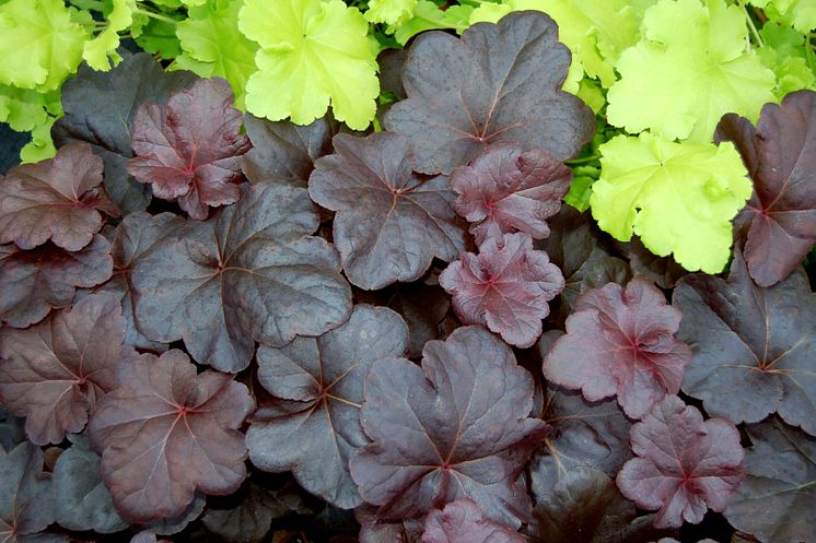 Alunrot - Heuchera 'Obsidian'