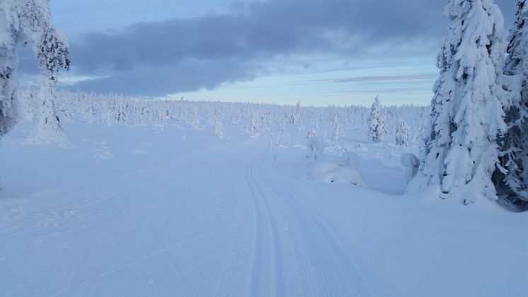 Perfekte forhold i løypa