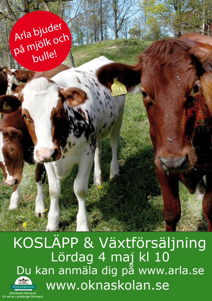 Kosläpp på Öknaskolan 4 maj