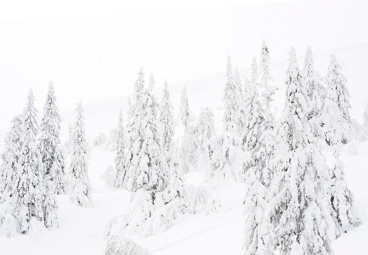 Stöten i Sälen - Snötäckta granar