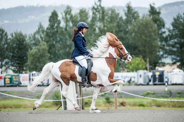 Toppur frá Auðsholtshjáleigu och Jamila Berg