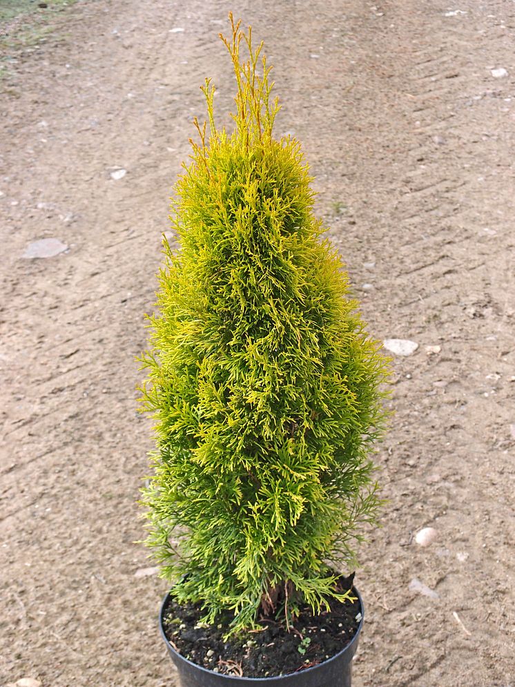 Tuja, Thuja occidentalis GOLDEN SMARAGD® 