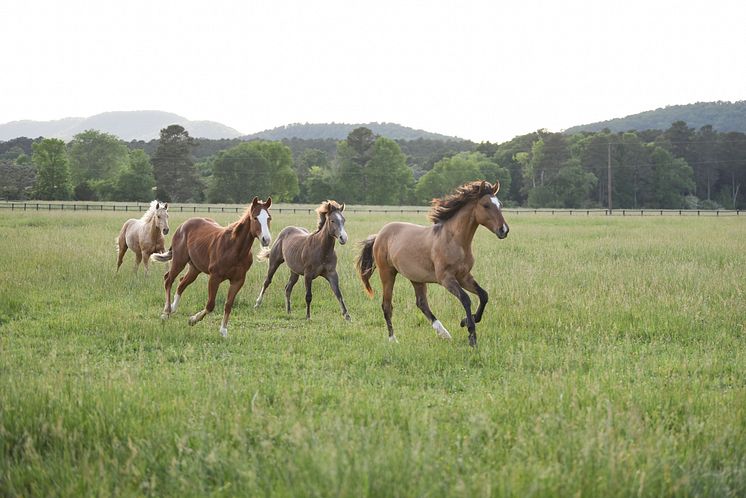 220513 Horse 05679 RS27.jpg