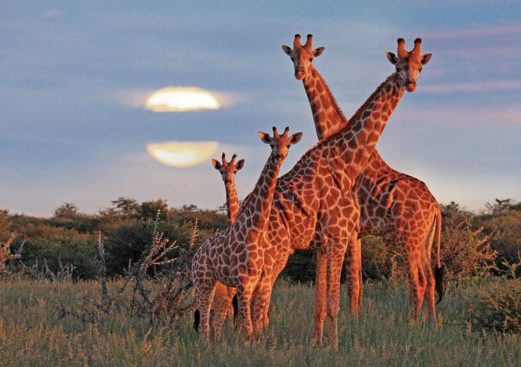 Giraffer i Sydafrika