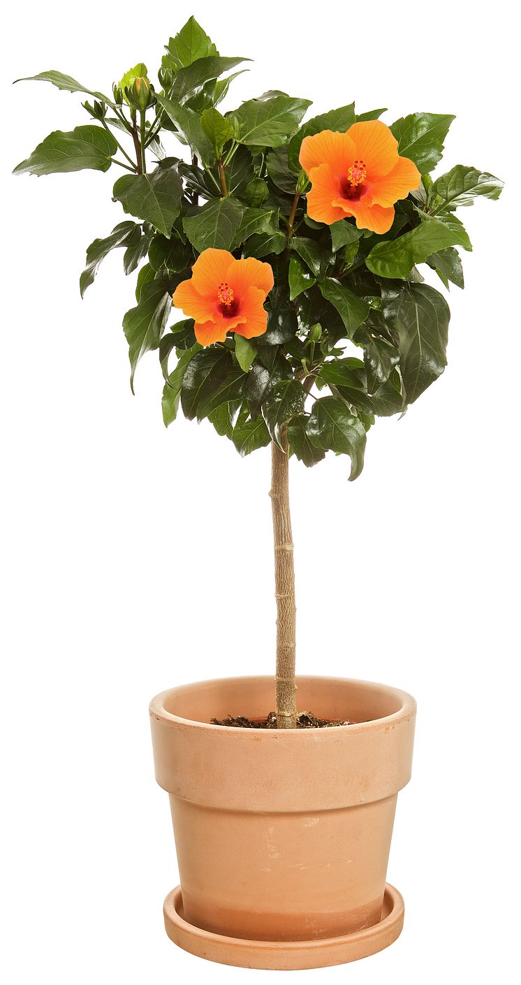 Hibiskus på stam 