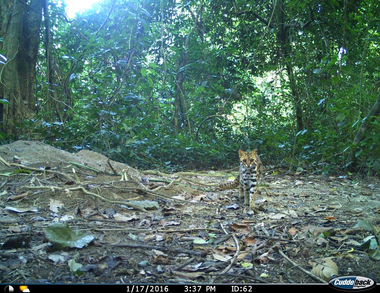 Leopardkatt