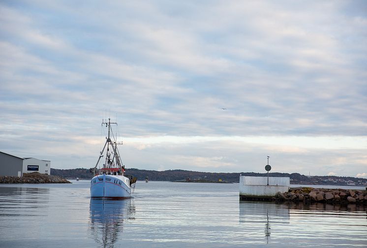 HaV inför individuell och årlig fördelning av fiskemöjligheter