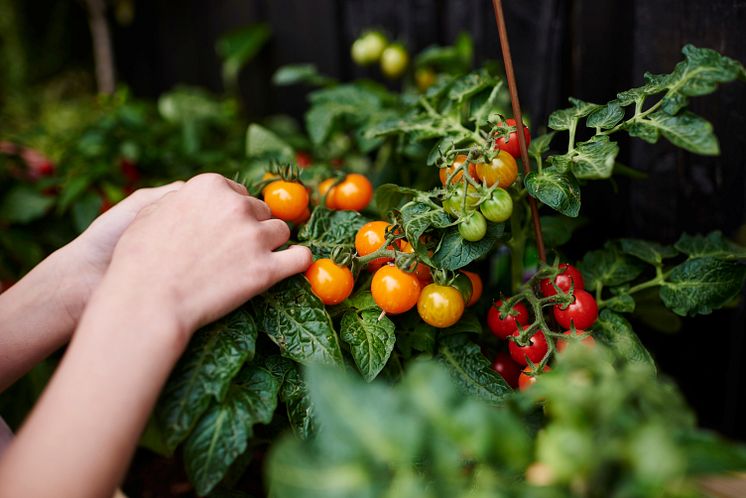 Plantagen_Trädgården som terapi_1.jpg