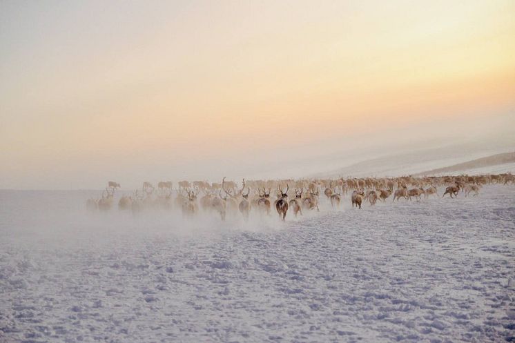 Reindeer vuoskoduottar