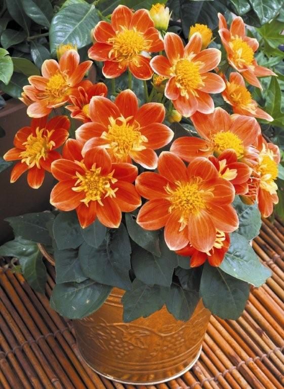 Goldalia 'Orange'