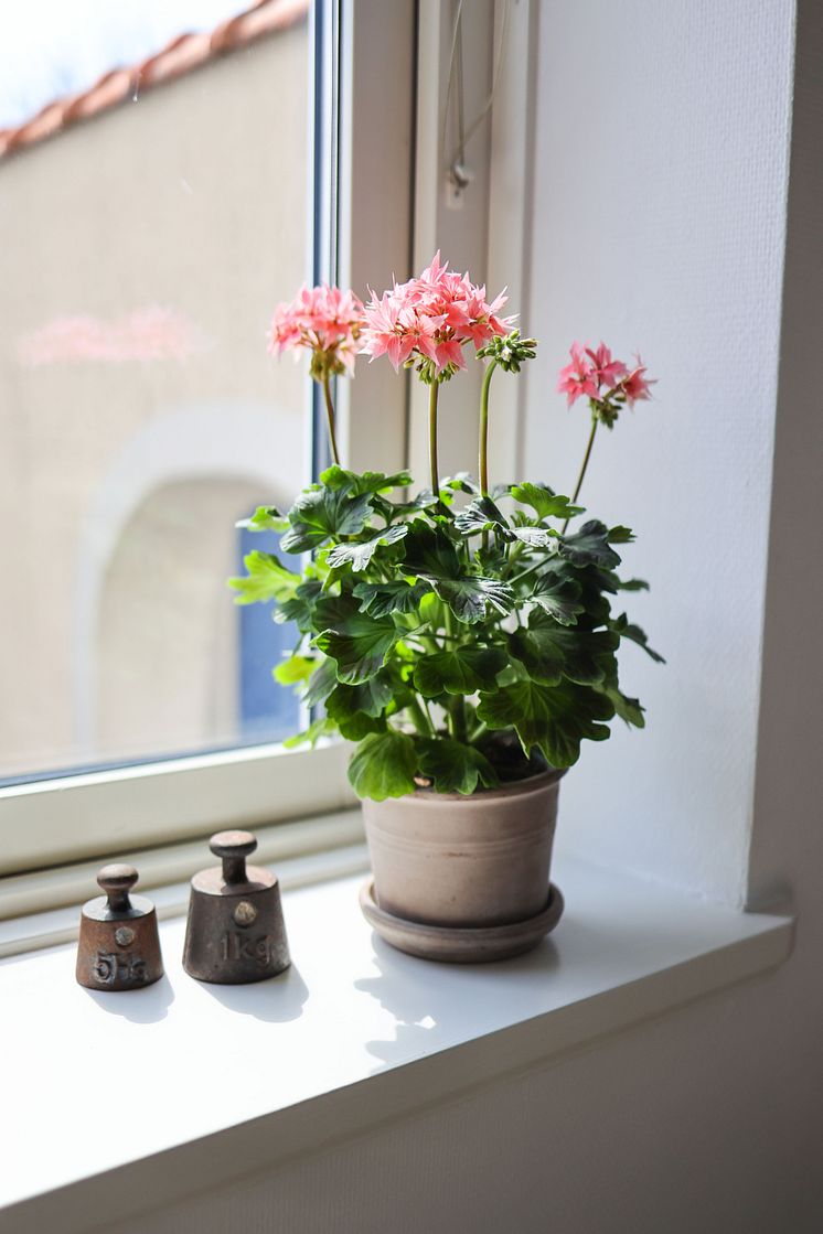 Årets Pelargon 2025 Pelargonium Summer Twist Rose foto SydGrönt (8).jpg