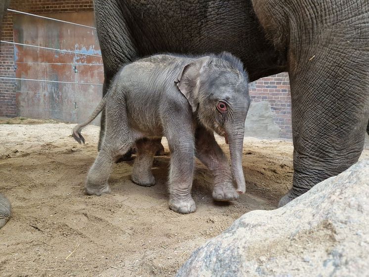 Zoo Leipzig - Elefantenkalb