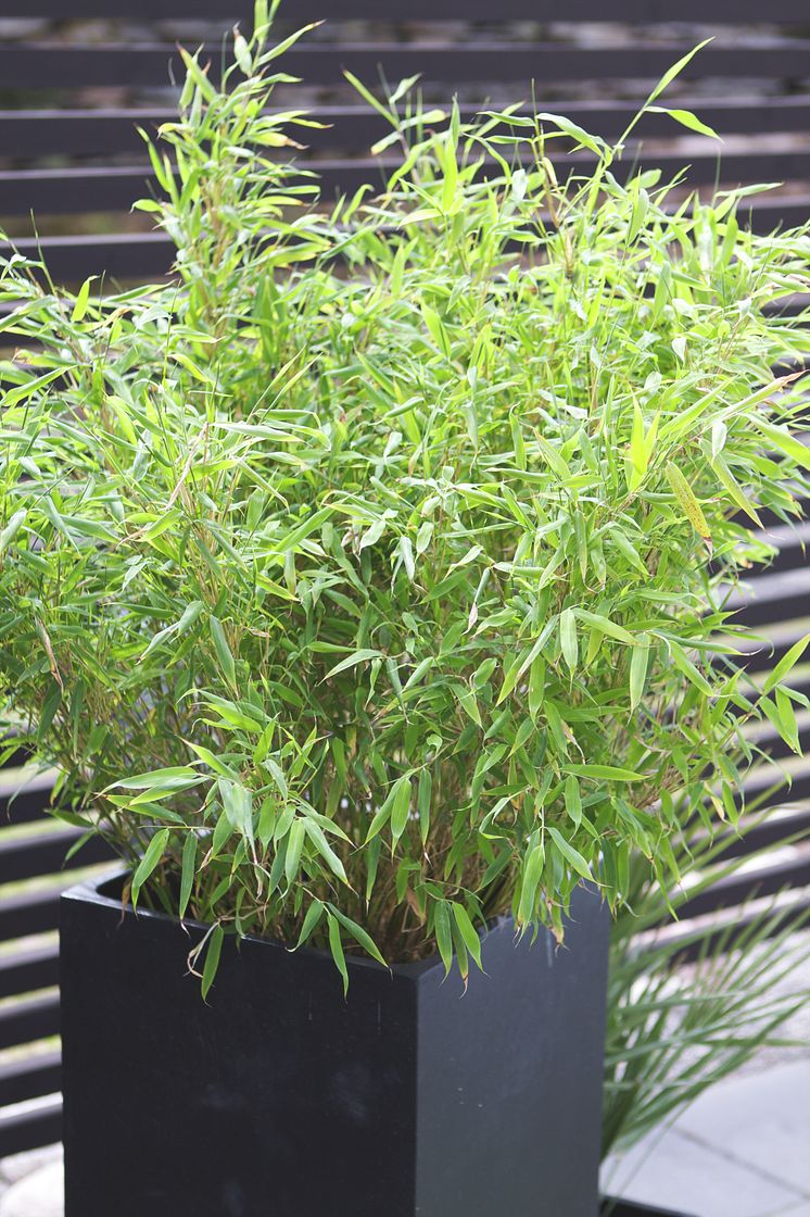 Bambu