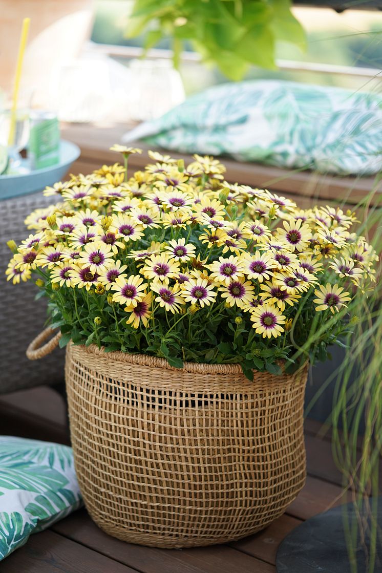 Stjärnöga Osteospermum ecklonis TropicSun