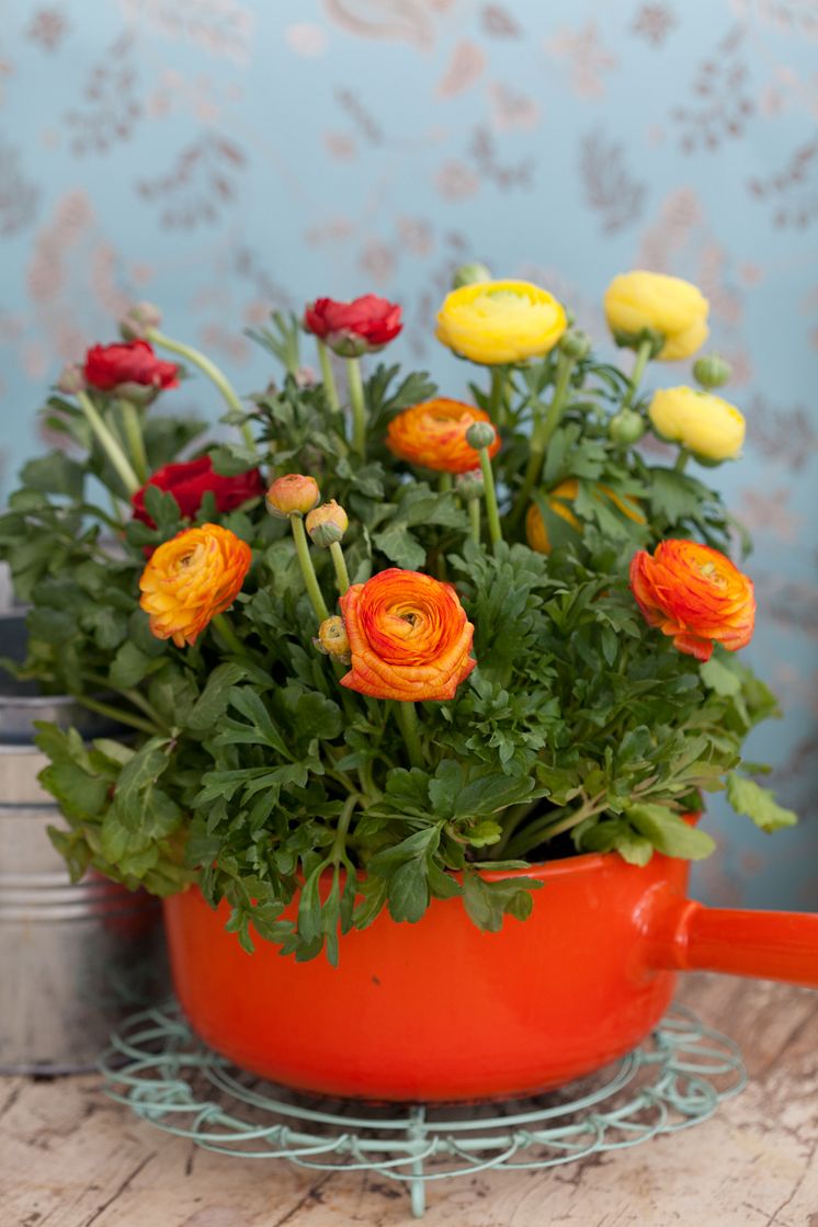 Ranunculus, orange blommor och kruka