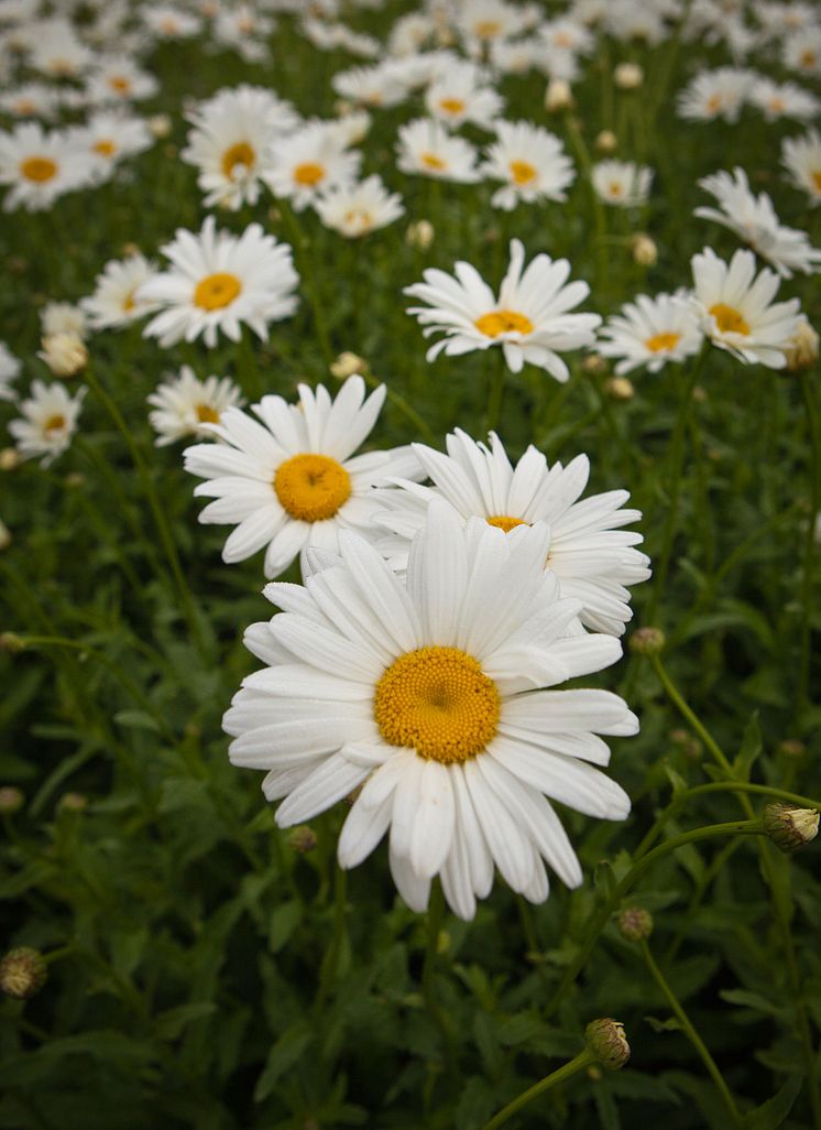 Jätteprästkrage, Leucanthemum x superbum ’Bröllopsgåvan’ Svenskt kulturarv