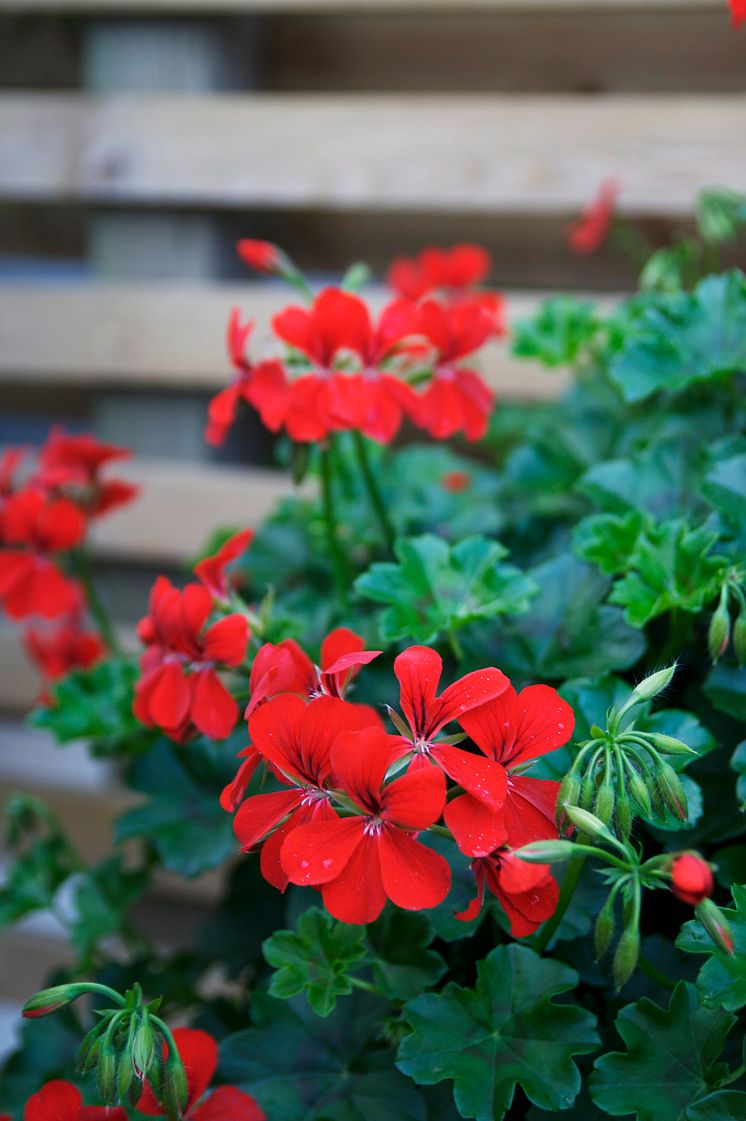 Hängpelargon Pelargonium peltatum Villetta-serien 'Bright Red'