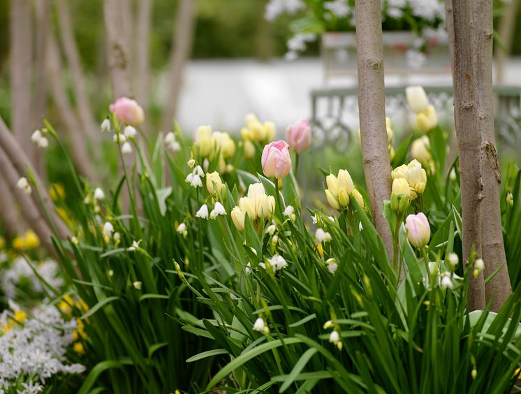 Blomsterlöksplantering