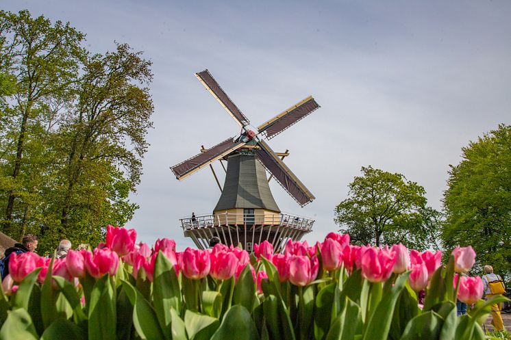2024.05.03_ROTERDAM_TULIP FARM _ KEUKENHOF FESTIVAL_-20.jpg