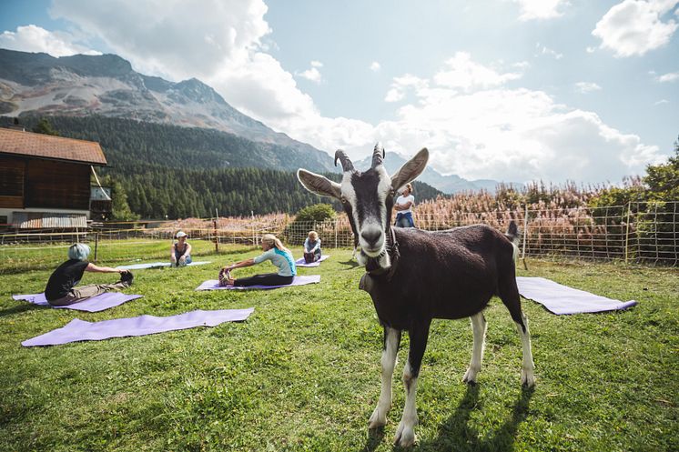 Geissenyoga, Engadin ©ESTM 