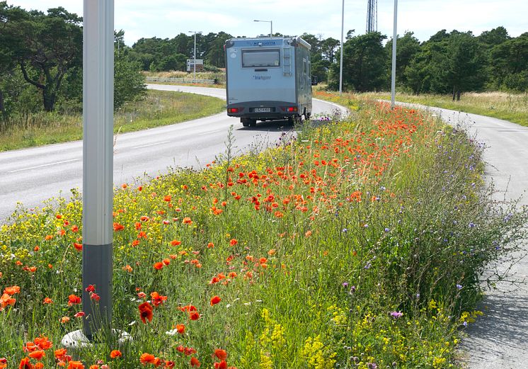 Vägren från södra Gotland