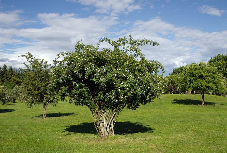 Järva DiscGolfPark, Stockholm