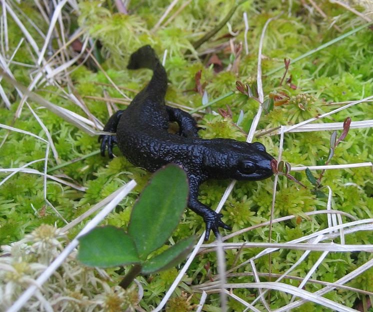 Salamander