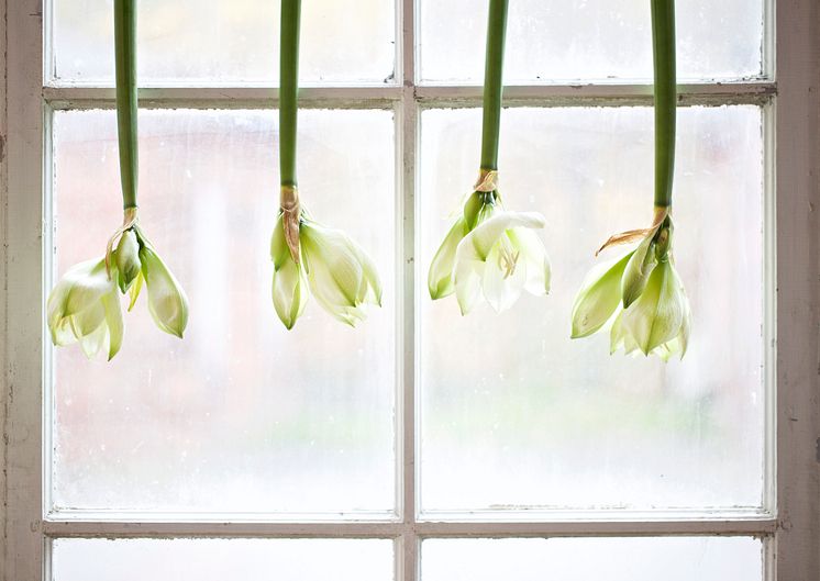 amaryllis-hanging