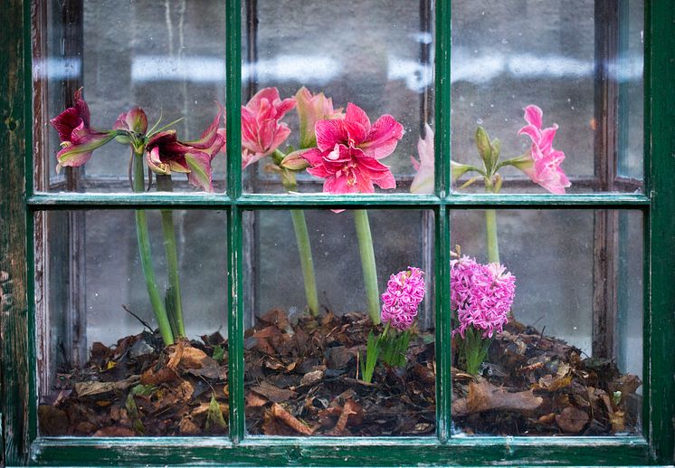 Svenska amaryllis till Amaryllisens dag. 