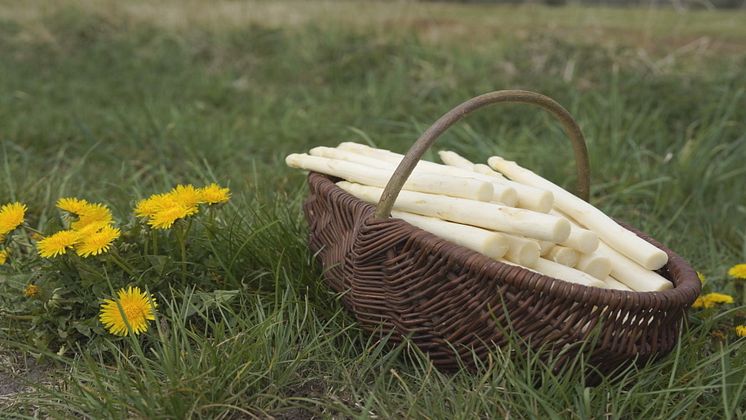 Frischer Spargel (c) TMB Fotoarchiv Steffen Lehmann