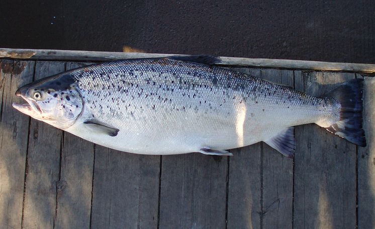 Öring och lax från Vänern behöver skyddas