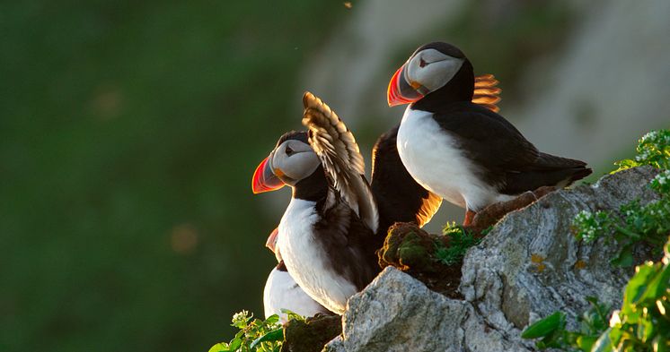 Puffins at Gjesværstappan Nesting Cliffs  Nordkapp-Asgeir Helgestad - VisitNorway.com (2).jpg