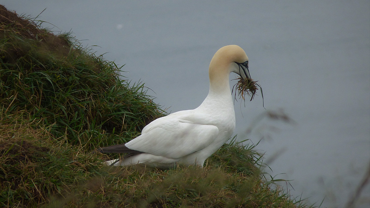 Gannet seabird