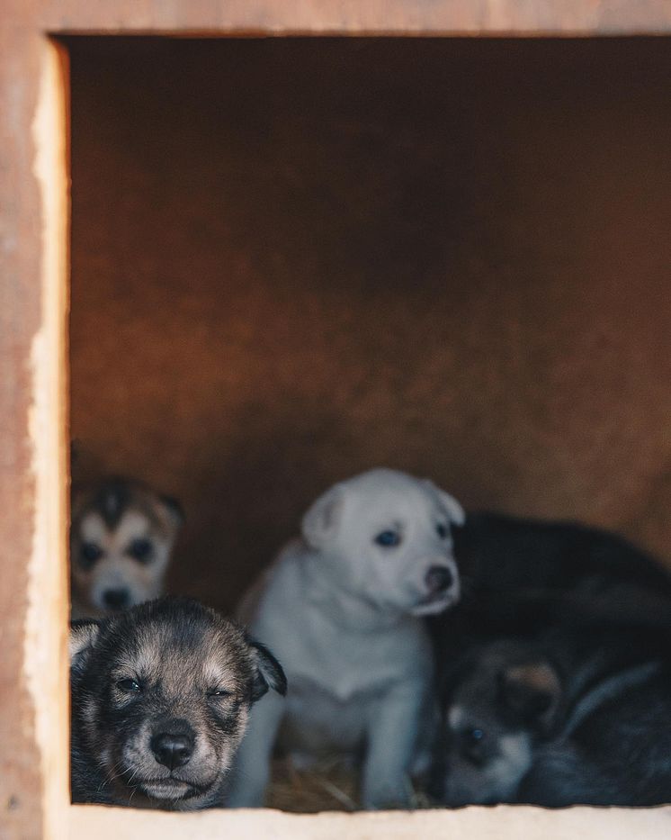 Husky House
