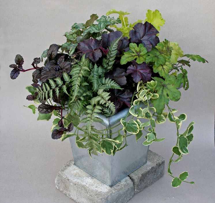 Alunrot - Heuchera 'Sommarurna med bl a 'Obsidian' och 'Lime Rickey'