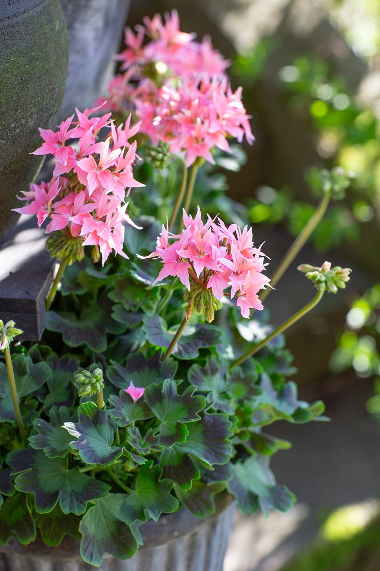 Årets Pelargon 2025 22 Pelargonium Summer Twist Rose foto annikasnaturligating.jpg