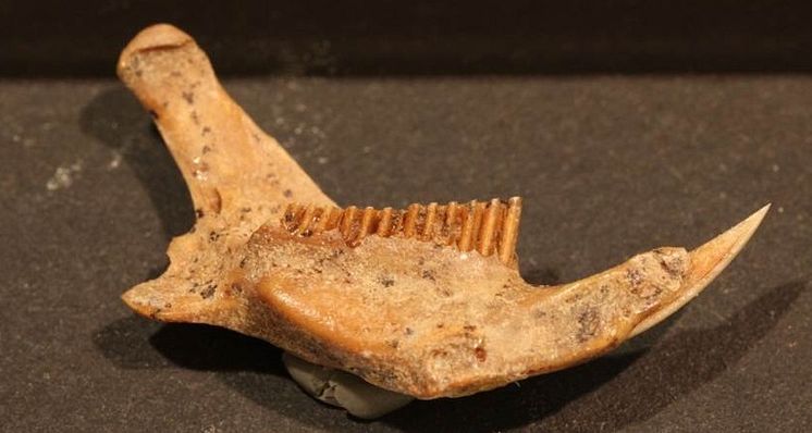 En cirka 35.000 år gammal lämmelkäke från Ryssland.
