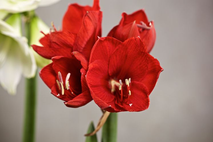 amaryllis-closeup-liggande