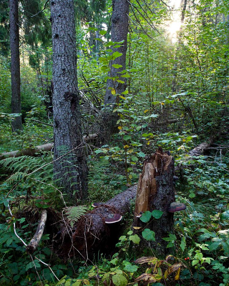 Lövrik barrblandskog