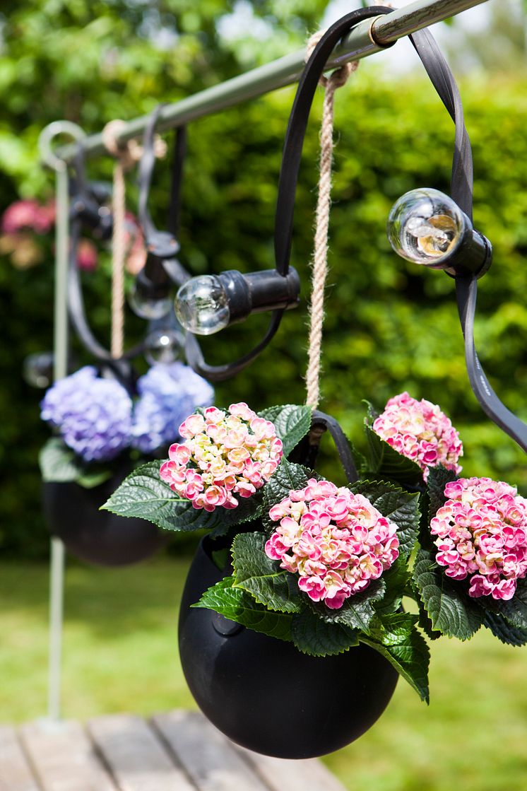 Hortensia - en effektiv luftfuktare med ljuvlig blomning