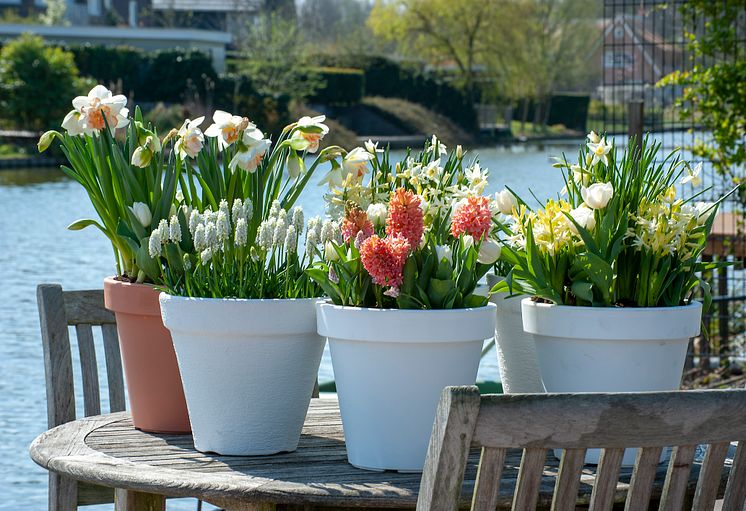 Vårblommor hyacint påskliljor vår 2023