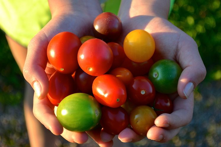 Mångfald av tomatsorter