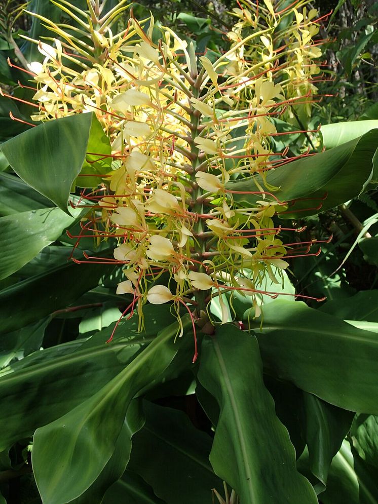 Kanonviska - införd, invasiv art på Hawaii