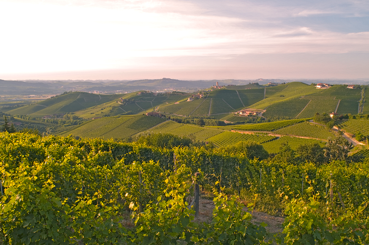 Vingårdar i Piemonte