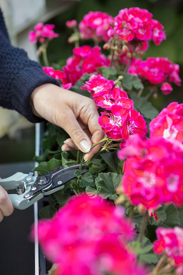 Så sköter du dina pelargoner